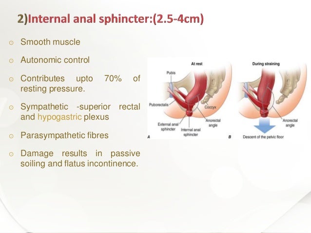internal anal sphincter picture Internal anal sphincter picture